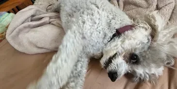 Lala, Tracey's emotional support dog